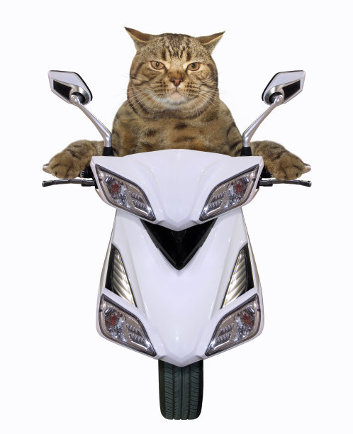 猫骑着白色的踏板车图片下载