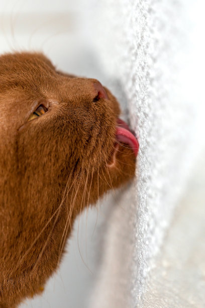 家养英国短毛猫舔墙图片下载
