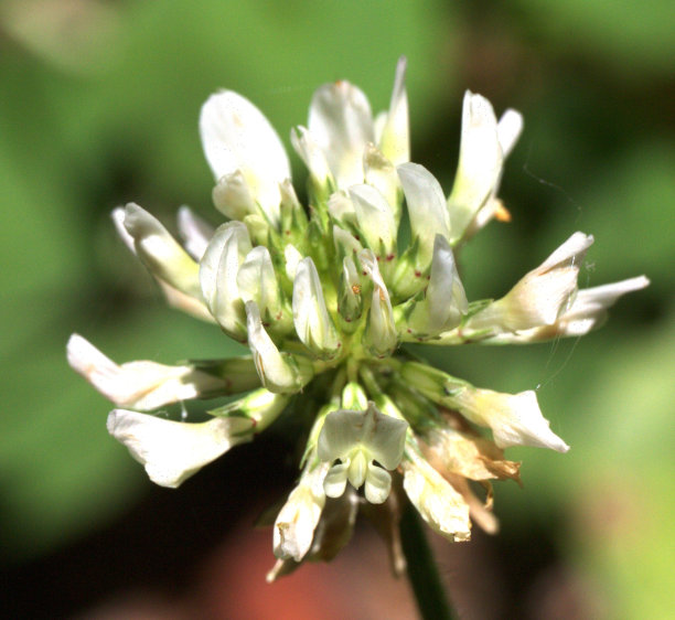 三叶草，荷兰三叶草，拉迪诺三叶草，拉迪诺三叶草图片下载