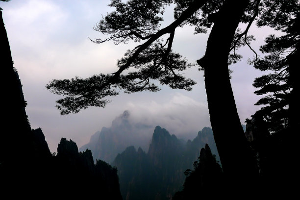 中国黄山，山上的松树和远方的云海图片下载