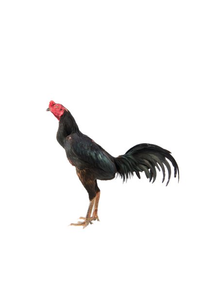 白底上孤立的斗鸡，泰国斗鸡之美，斗鸡在摄影棚拍摄。图片下载