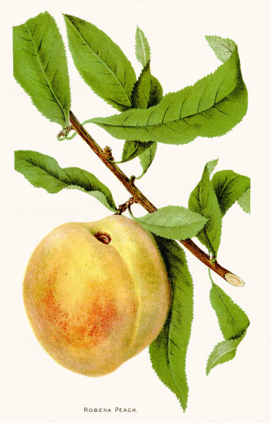 Robena桃插图1892图片下载