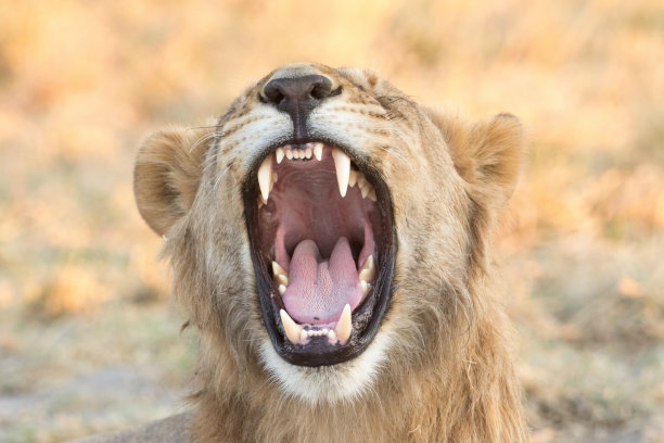 让我们看看你的牙齿!图片下载