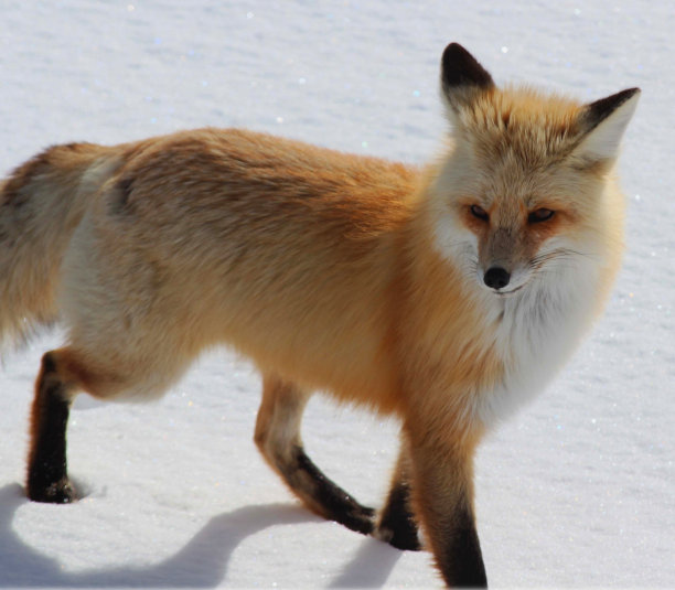 冬天的红狐，黄石国家公园，蒙大拿州/怀俄明州图片下载