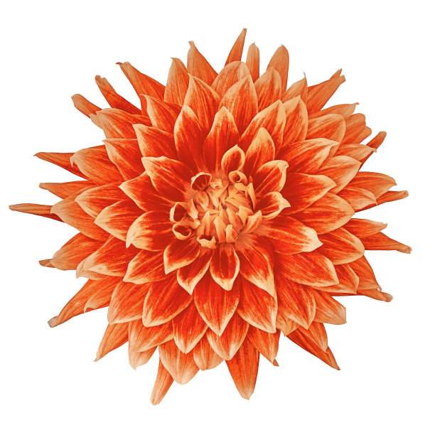 花红色珊瑚大丽花孤立在白色的背景。特写镜头。设计的元素。图片下载