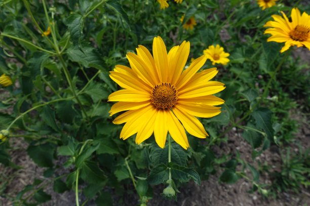 向日葵六月花的特写图片下载