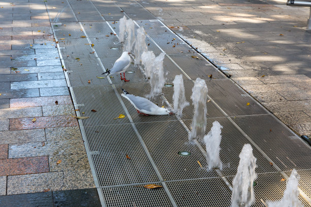 海鸥在喷泉里啜饮图片下载