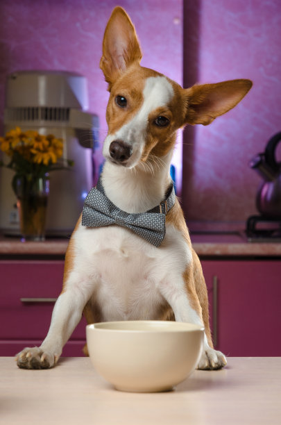 聪明的狗坐在满是水果的桌子旁图片下载