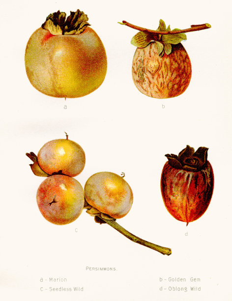 柿子插图1892图片下载