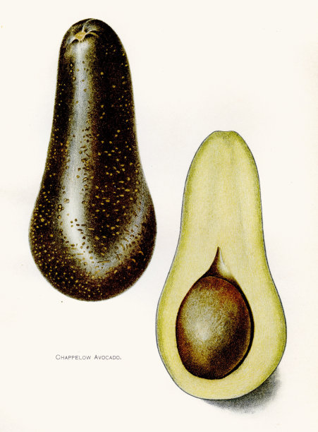 鳄梨插图1892图片下载