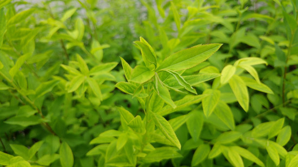 草在街上图片下载