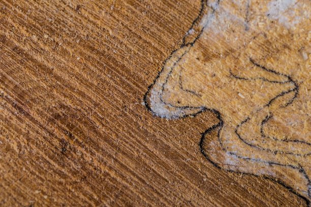 老树横截面图片下载