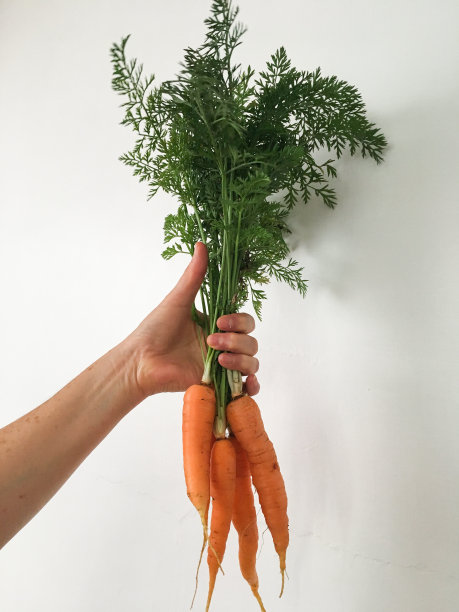 手里拿着一把胡萝卜图片下载