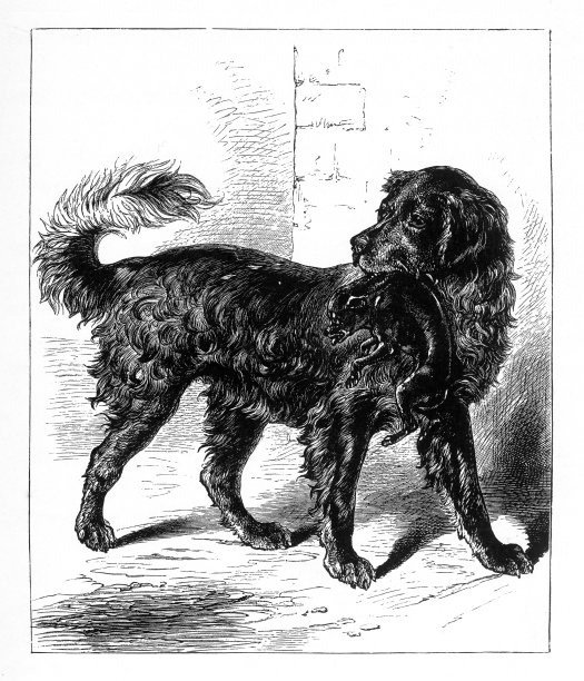 抱着小狗的寻回犬，美国维多利亚时代版画，1882年图片下载
