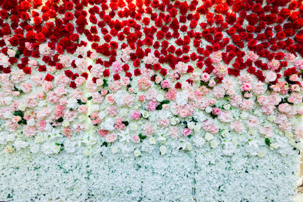 一个美丽的花墙背景与惊人的红粉色和白色玫瑰。图片下载