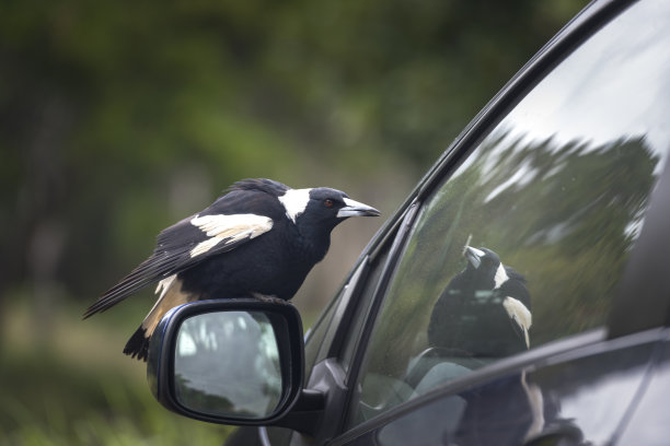 好奇的喜鹊图片下载