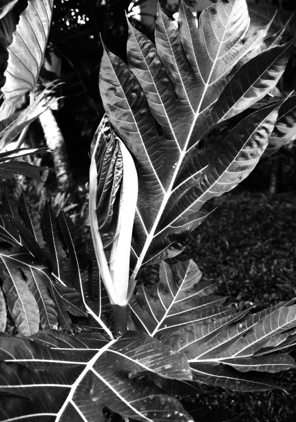 植物的静态图图片下载