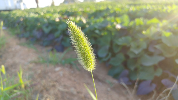 街上的草儿草图片下载