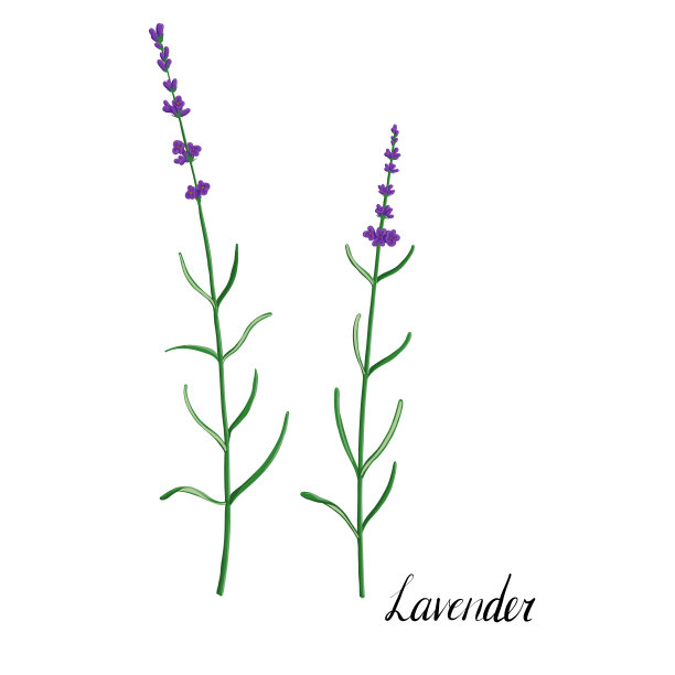 熏衣草病媒植物图片下载