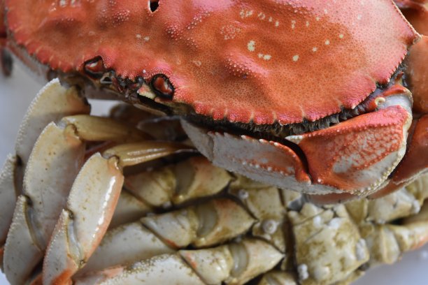 邓杰内斯蟹图片下载