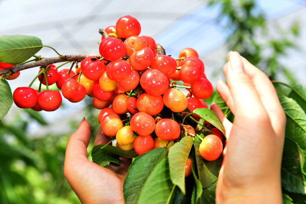 成熟的樱桃在树上图片下载