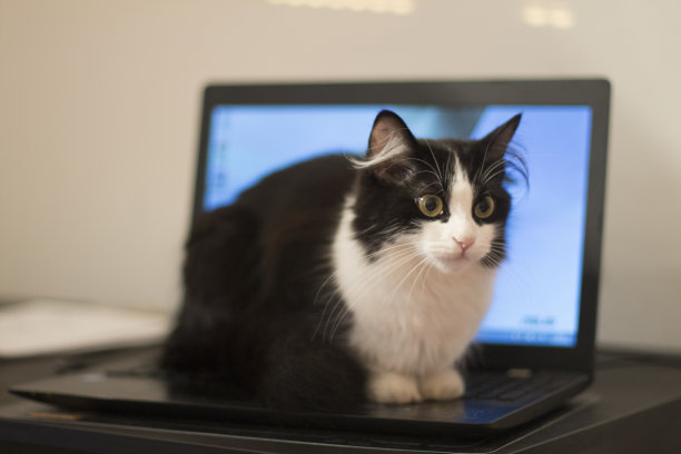 笔记本电脑上的猫图片下载