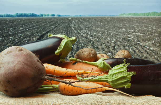以农田为背景的蔬菜图片下载