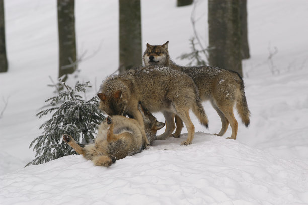 狼在一种屈服的态度图片下载