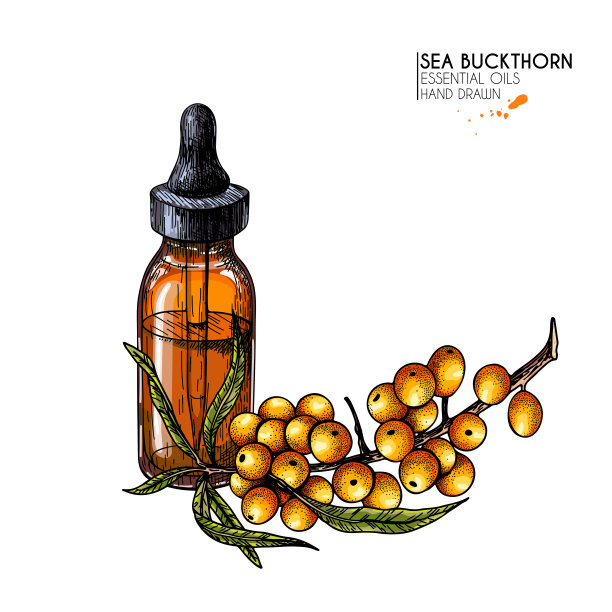 手绘一套精油。载体沙棘浆果。药草与玻璃滴管瓶。雕刻的艺术。Ccosmetics、医药、治疗、香薰、保健包装设计。图片下载