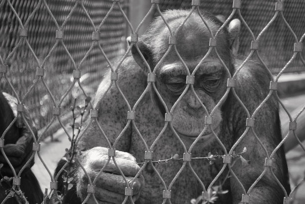 关在笼子里的猩猩图片下载