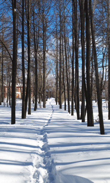 雪地里的脚印，冬日公园被阳光照亮图片下载