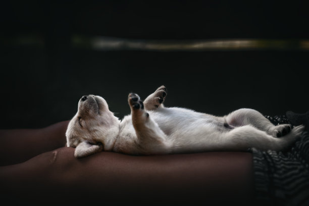 幼小可爱的黄色拉布拉多猎犬幼小的宠物趴在母腿上睡觉- - -黑暗的气氛图片下载