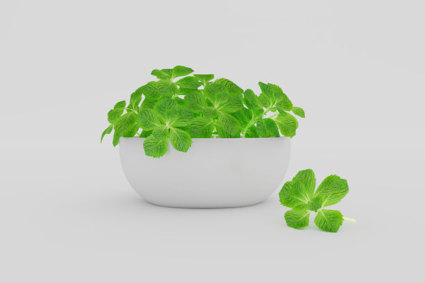 香蜂草植物在白色的花盆与叶芽孤立在白色的背景- 3d渲染插画图片下载