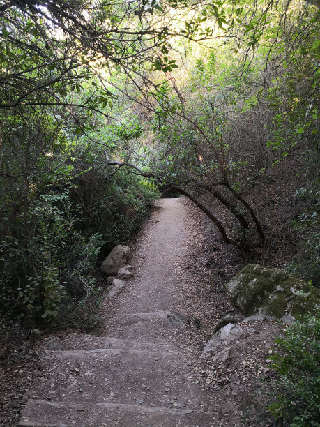 森林中的楼梯图片下载