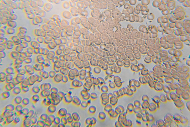人类红细胞在显微镜下放大了400倍图片下载