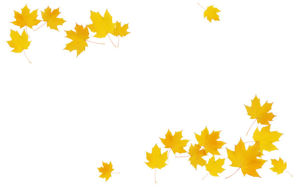 秋天的枫树枝上长着黄叶图片下载