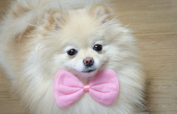 狗是一个绅士的特写肖像。系着领结的狗。图片下载