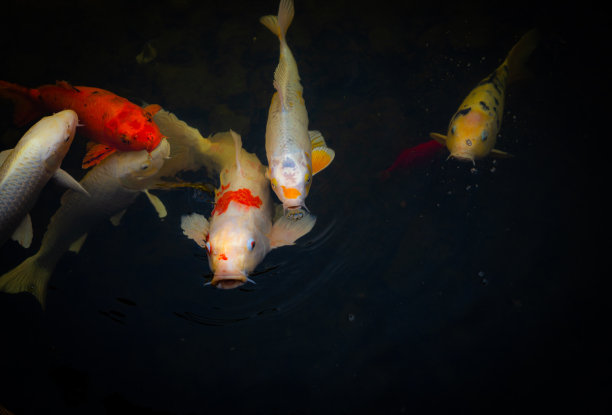 锦鲤在花园池塘里游泳图片下载