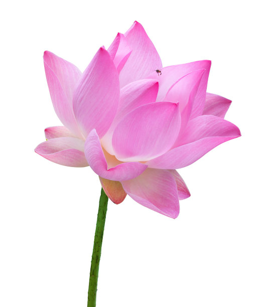 近距离粉红色荷花高分辨率孤立在白色背景图片下载