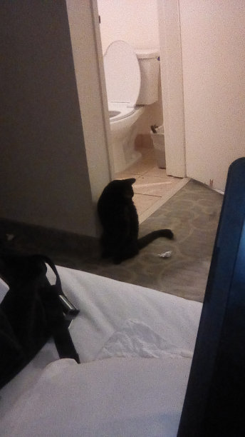 黑猫躺在浴室旁边玩耍图片下载