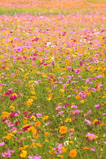美丽的宇宙花图片下载