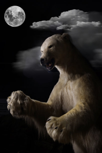 北极熊在月光照耀的夜晚全身直立图片下载