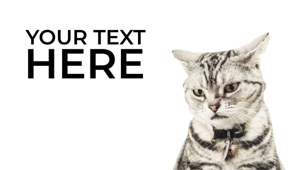 美国猫看起来愤怒孤立的白色背景，和复制空间的文本图片下载