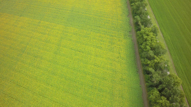 航拍夏日向日葵田。美妙的乡村景观在阳光明媚的日子。无人机的观点图片下载