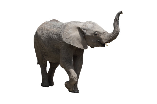 非洲象图片下载