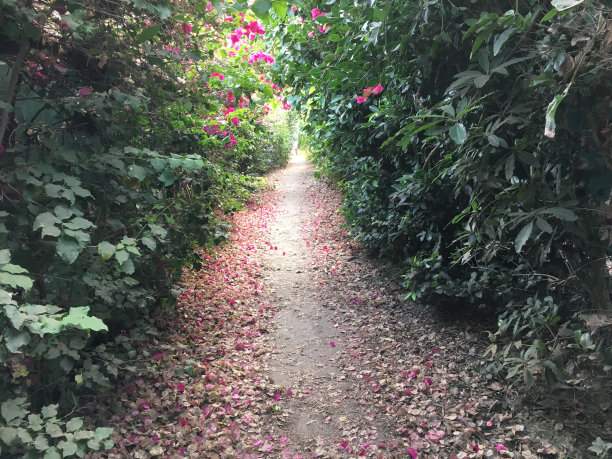 花瓣沿着穿过花园的小路图片下载