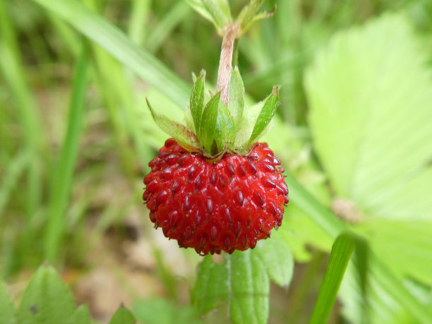 森林里的野草莓图片下载