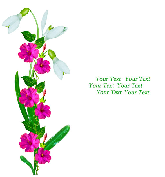 春天的花朵图片下载