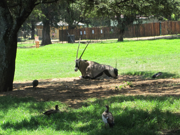 羚羊躺在树下，周围有鸭子图片下载