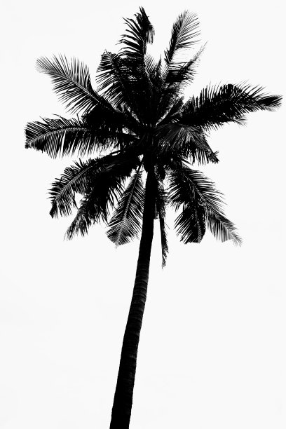 椰子树轮廓图片下载